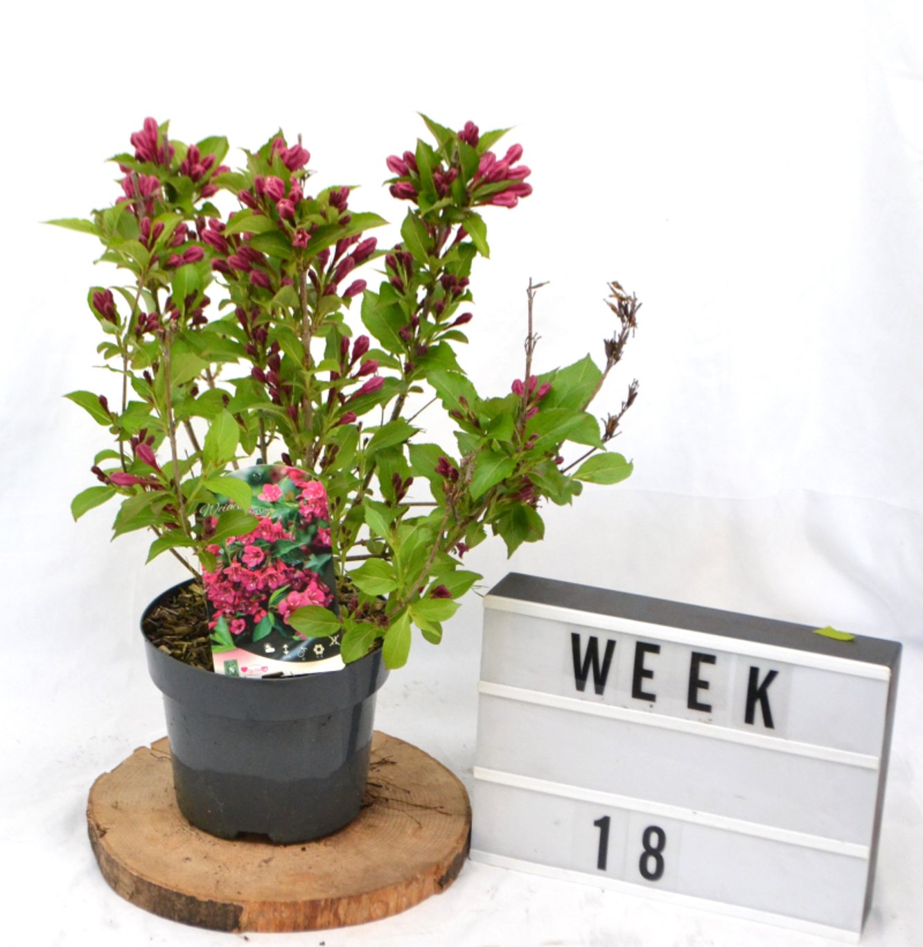 Weigela 'Big Love' - C3 20-40 CM